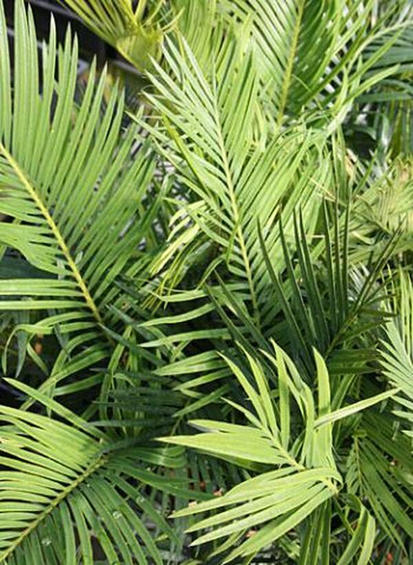 Image of Cycas taitungensis x guizhouensis|Juniper Level Botanic Gdn, NC|JLBG