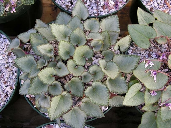 Image of Cyclamen graecum ssp. graecum 'Glyfada'||J. Lonsdale