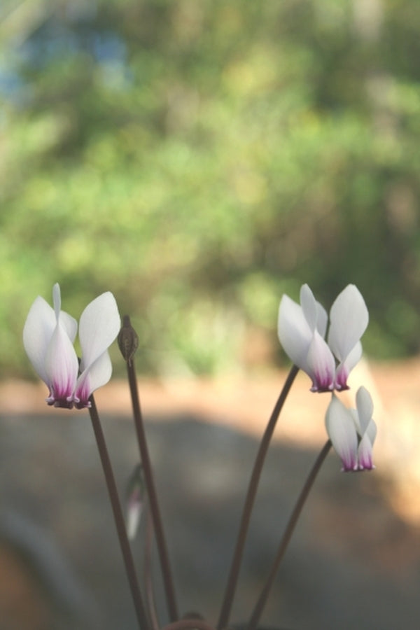Image of Cyclamen graecum|Juniper Level Botanic Gdn, NC|JLBG