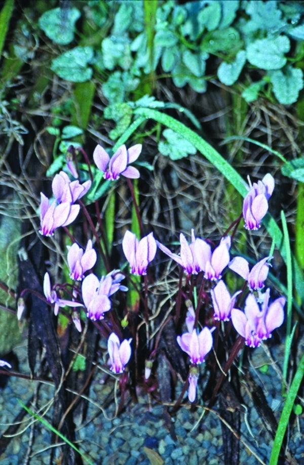 Image of Cyclamen hederifolium 'Nettleton Silver'|Juniper Level Botanic Gdn, NC|JLBG