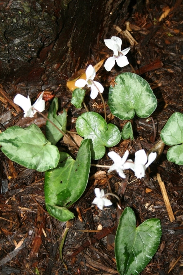 Image of Cyclamen hederifolium PDN Silver Leaf|Juniper Level Botanic Gdn, NC|JLBG