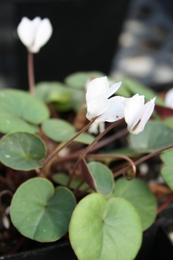 Image of Cyclamen intaminatum||