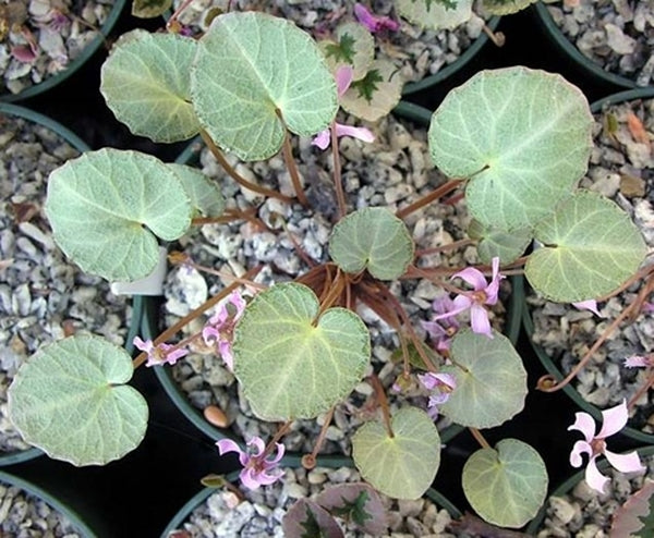 Image of Cyclamen mirabile 'Tilebarn Anne'||J. Lonsdale