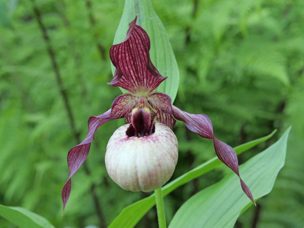 Image of Cypripedium 'Axel'taken at Weinert Gdn, Germany by Frosch Cypripedium