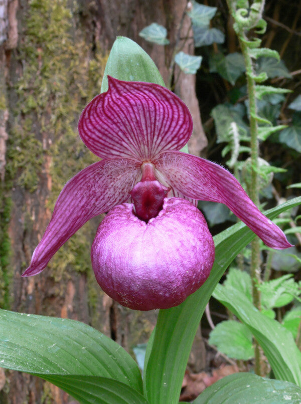 Image of Cypripedium 'Henric'taken at Weinert Gdn, Germany by M. Weinert