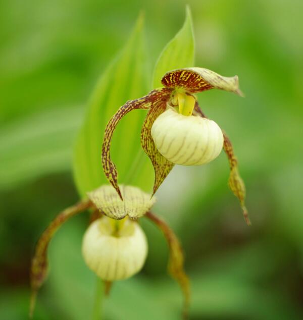 Image of Cypripedium 'Kathleen Anne Green'taken at Weinert Gdn, Germany by M. Weinert