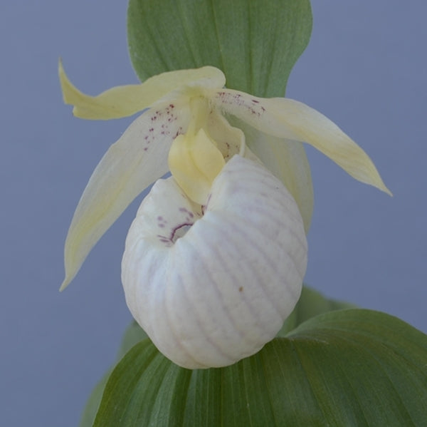 Image of Cypripedium 'Lady Dorine'||HardyOrchid
