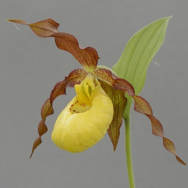 Image of Cypripedium 'Otto'||HardyOrchid