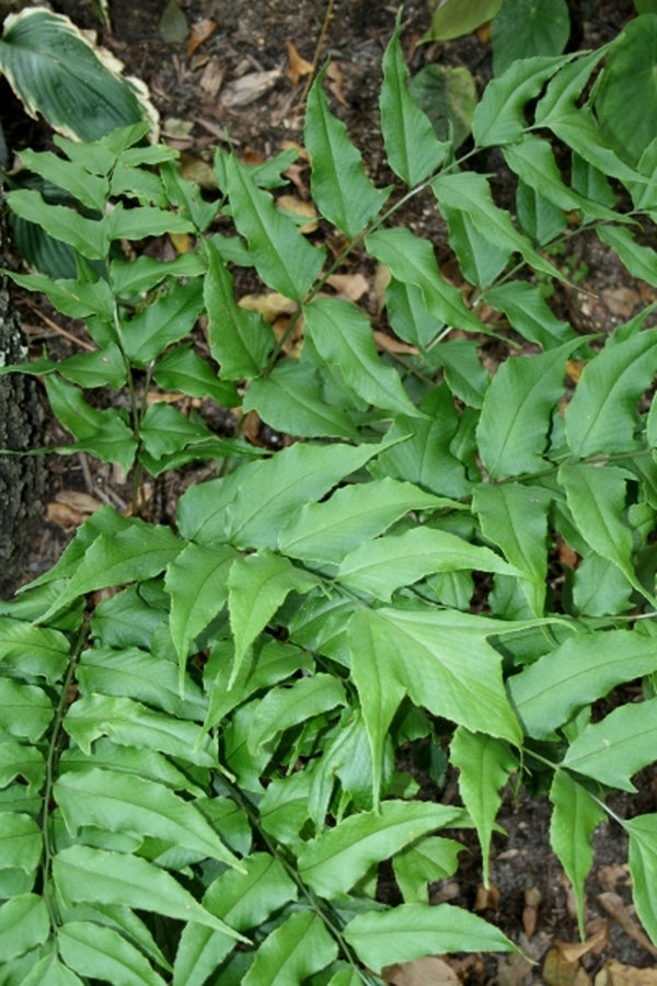 Image of Cyrtomium caryotideum 'Go Fish'|Juniper Level Botanic Gdn, NC|JLBG