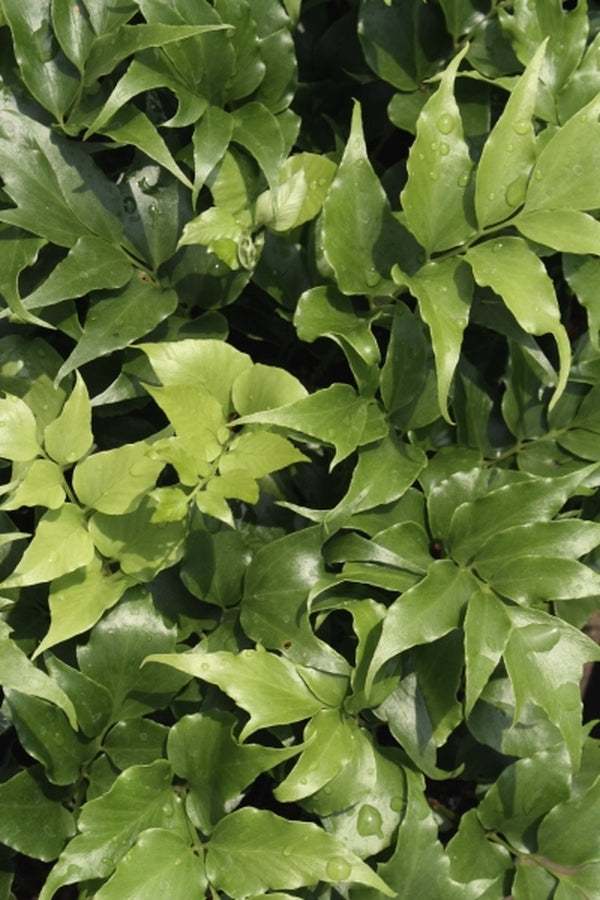 Image of Cyrtomium falcatum 'Plasticity'|Juniper Level Botanic Gdn, NC|JLBG