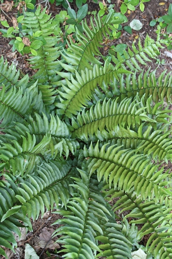 Image of Cyrtomium fortunei 'Ping Wu'|Juniper Level Botanic Gdn, NC|JLBG