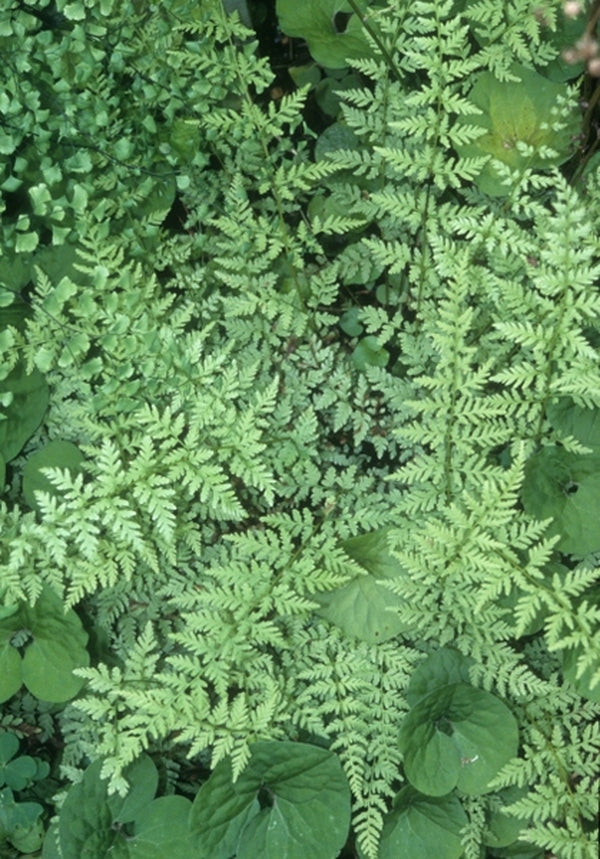 Image of Cystopteris x tennesseensis|NC Botanical Gdn, NC|