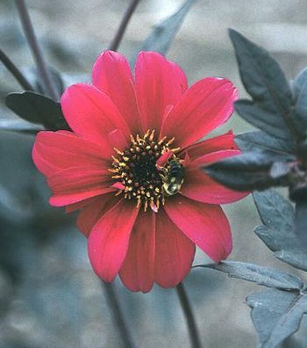 Image of Dahlia 'Bishop of Canterbury'|Juniper Level Botanic Gdn, NC|JLBG