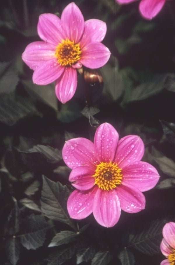 Image of Dahlia 'Juliet'|Juniper Level Botanic Gdn, NC|JLBG