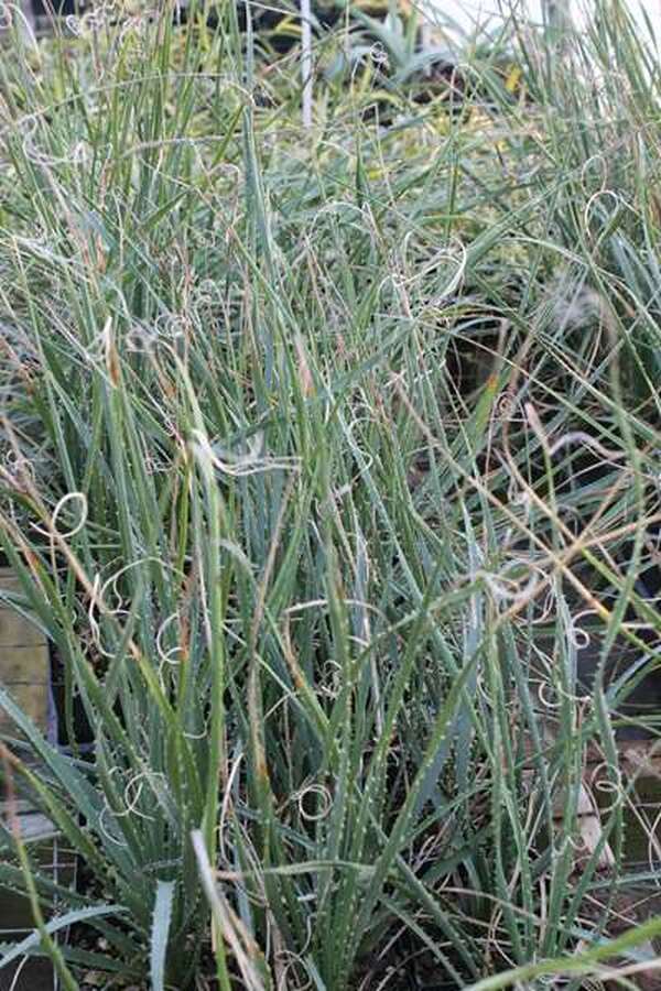 Image of Dasylirion cedrosanum||