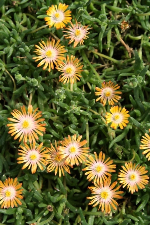 Image of Delosperma 'Jewel of Desert Topaz' PP 23,492|Walters Gardens, MI|