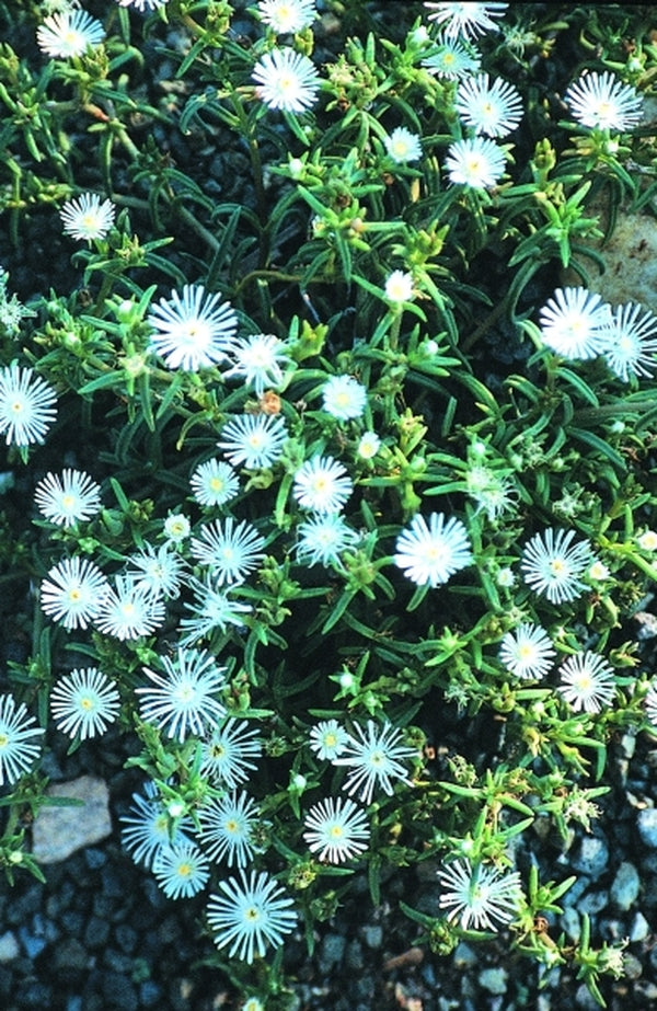 Image of Delosperma sp. 'Grahamstown Ghost'|Juniper Level Botanic Gdn, NC|JLBG