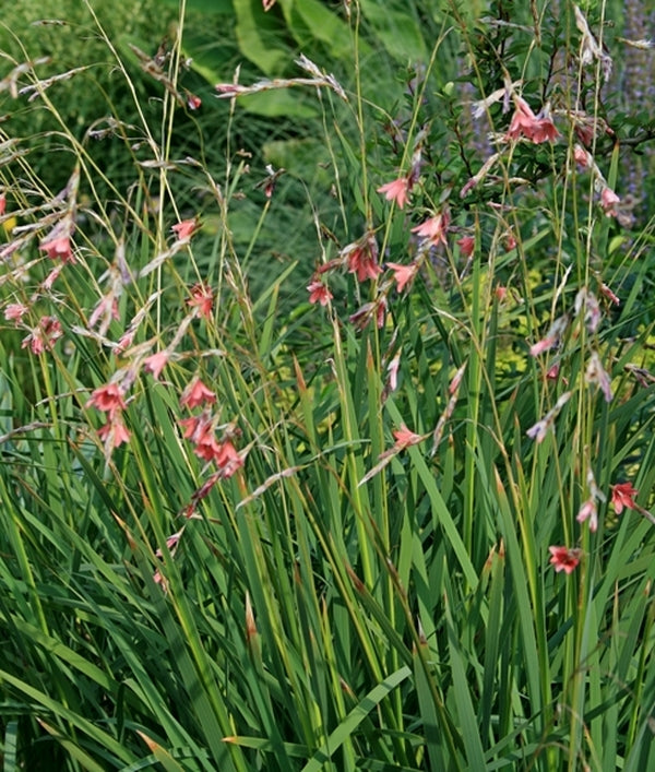 Image of Dierama igneum||