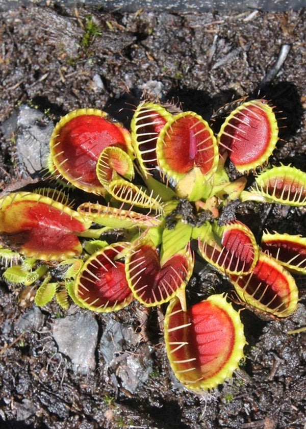 Image of Dionaea muscipula 'Cupped Trap'|Juniper Level Botanic Gdn, NC|JLBG