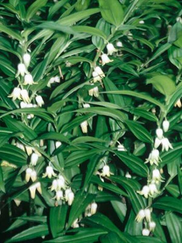 Image of Disporopsis pernyi|Juniper Level Botanic Gdn, NC|JLBG