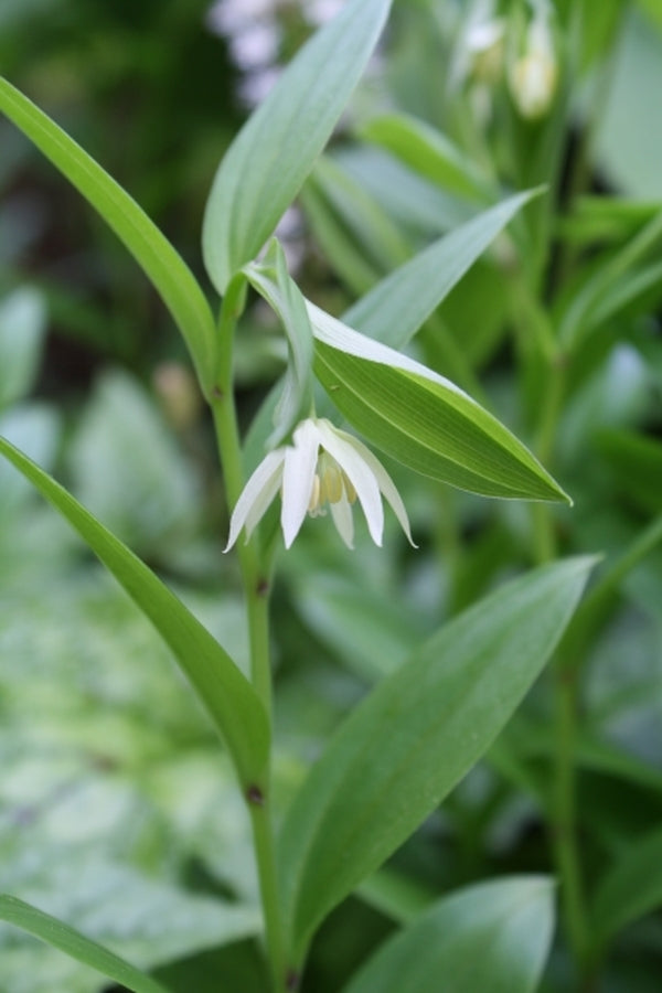 Image of Disporum viridescens|Juniper Level Botanic Gdn, NC|JLBG