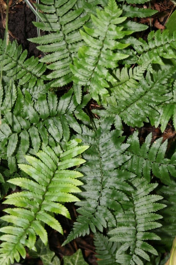 Image of Dryopteris cycadina|Juniper Level Botanic Gdn, NC|JLBG