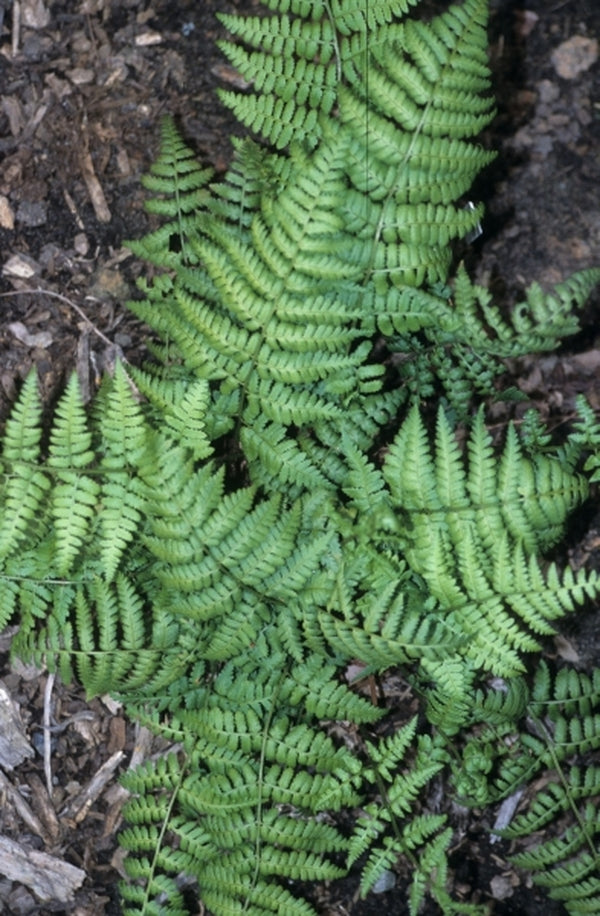 Image of Dryopteris munchii|Juniper Level Botanic Gdn, NC|JLBG