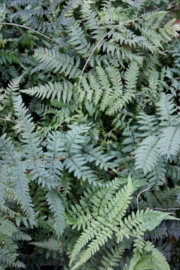 Image of Dryopteris ramosa|Juniper Level Botanic Gdn, NC|JLBG