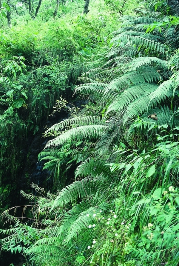 Image of Dryopteris wallichiana 'Tucumanji'|Tafi de Valle to Tucuman, Argentina|