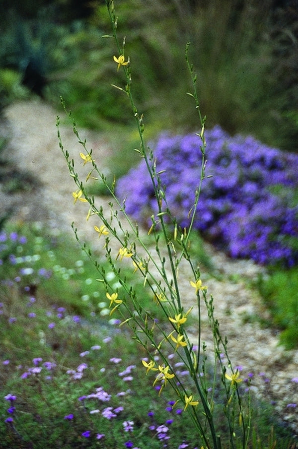 Image of Echeandia chandleri 'Sierra Chiquita'|Juniper Level Botanic Gdn, NC|JLBG