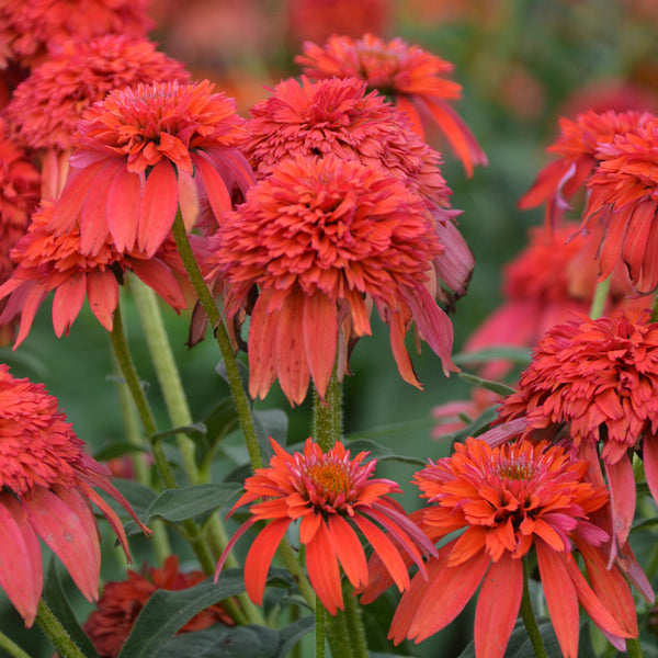 Image of Echinacea 'Double Scoop Mandarin' PP 26,640taken at Walters Gardens, MI by Walters Gardens