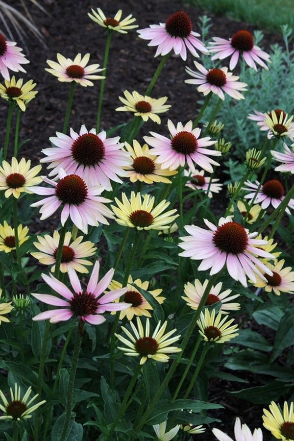 Image of Echinacea 'Evening Glow' PP 24,801||