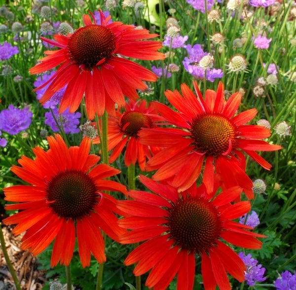 Image of Echinacea 'Hot Lava' PP 22,807|Terra Nova Nurseries, OR|Terra Nova Nurseries
