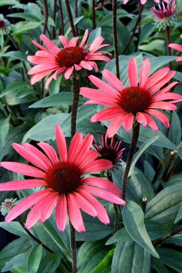 Image of Echinacea 'Solar Flare' PP 22,133|Juniper Level Botanic Gdn, NC|JLBG