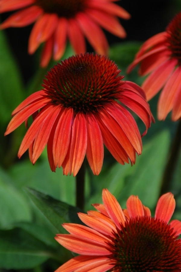 Image of Echinacea 'Sunset' PP 16,424|Itsaul Plants, GA|Itsaul Plants