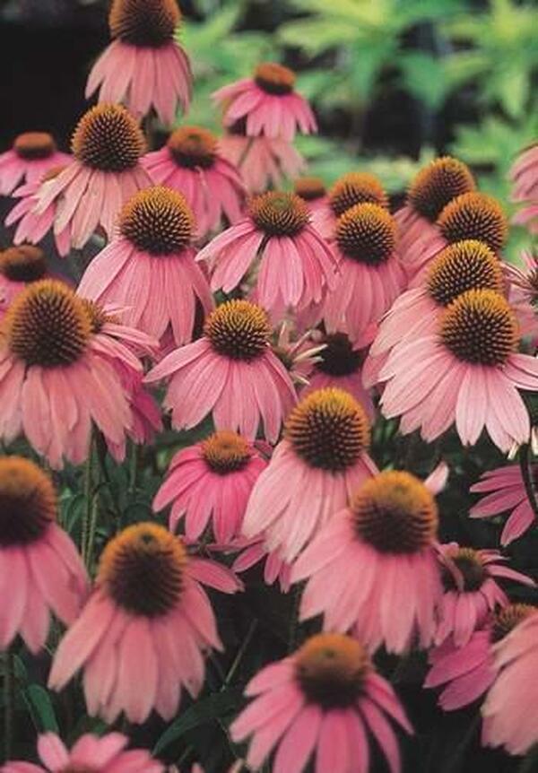 Image of Echinacea purpurea 'Kim's Knee High' PP 12,242|Juniper Level Botanic Gdn, NC|JLBG
