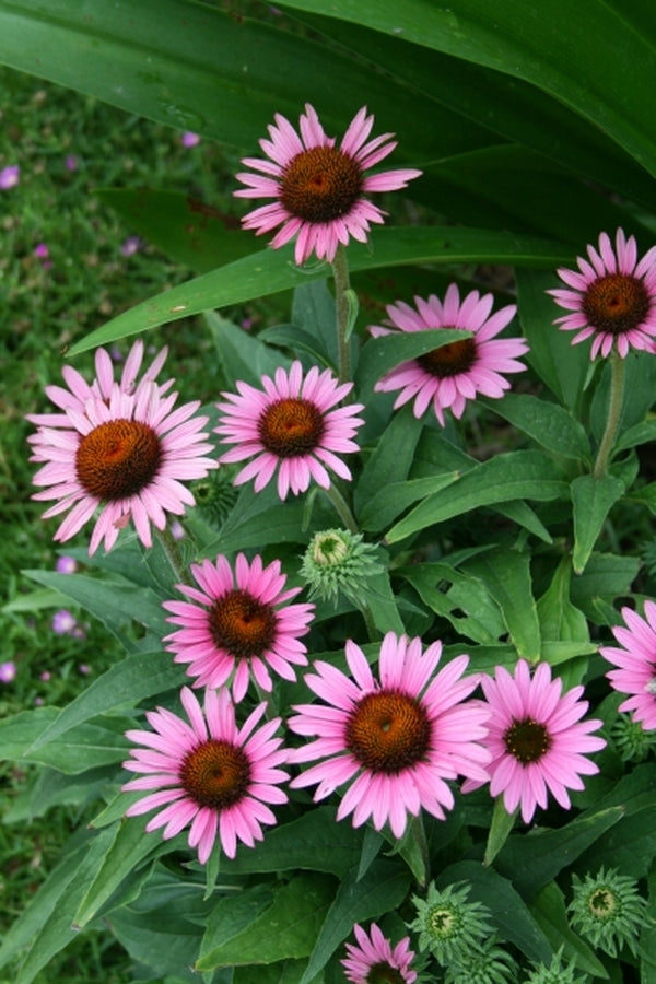 Image of Echinacea purpurea 'Lilliput' PP 18,841|Juniper Level Botanic Gdn, NC|JLBG