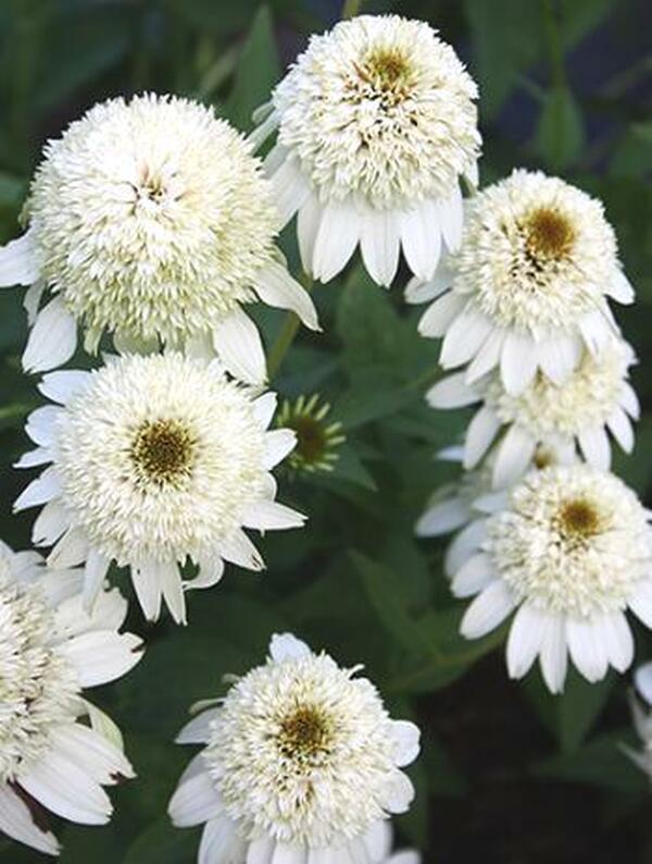 Image of Echinacea purpurea 'Milkshake' PP 20,594|Juniper Level Botanic Gdn, NC|JLBG