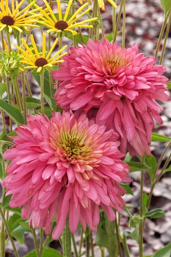 Image of Echinacea purpurea 'Pink Poodle' PP 19,428|Terra Nova Nurseries, OR|Terra Nova Nurseries