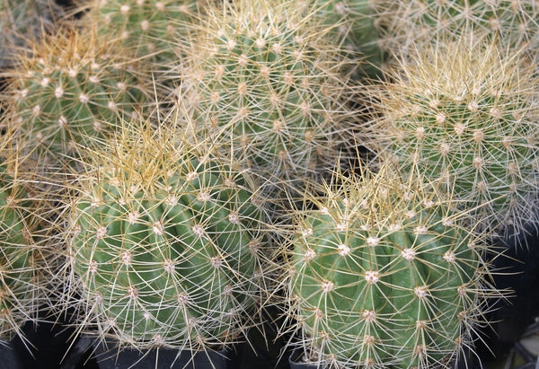 Image of Echinopsis formosa var. amaichensis 'Tafi del Valle'||