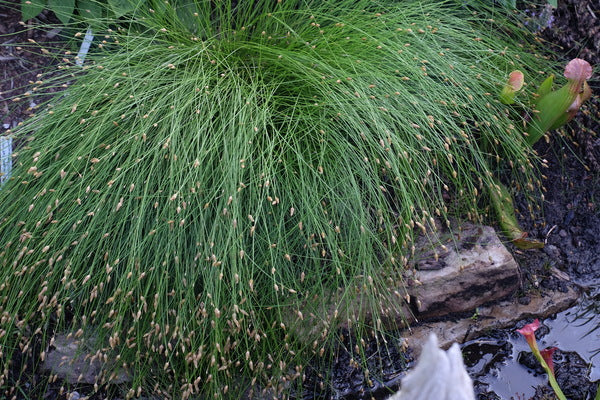 Image of Eleocharis tuberculosa 'Maple Hill'||