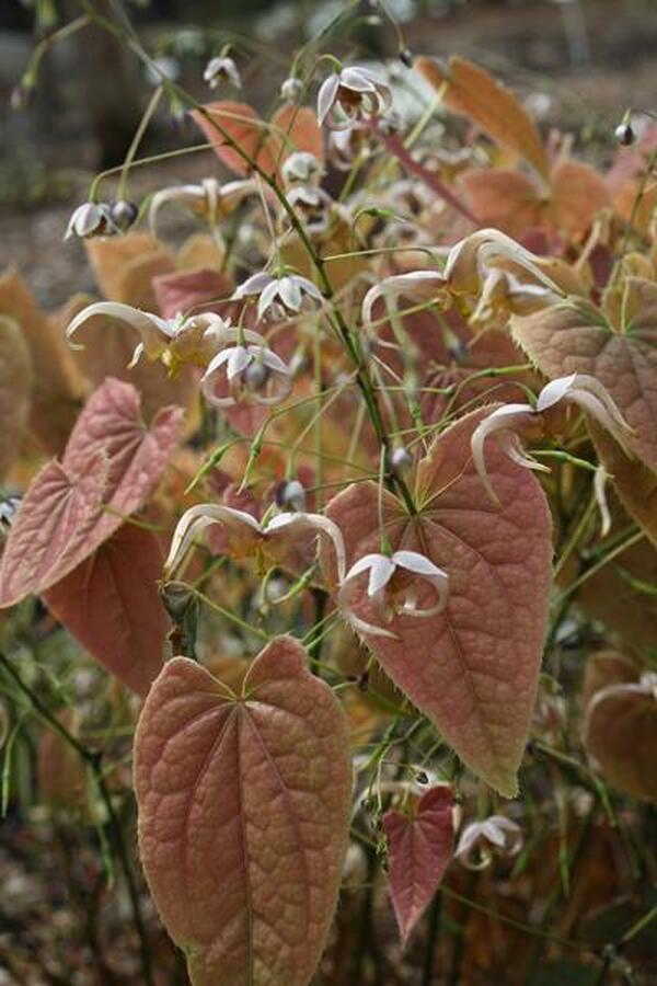Image of Epimedium 'Chocolatte'|Juniper Level Botanic Gdn, NC|JLBG
