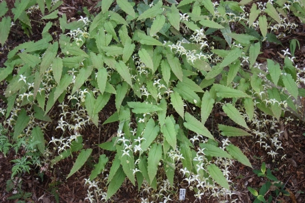 Image of Epimedium 'Dancing Stars'|Juniper Level Botanic Gdn, NC|JLBG
