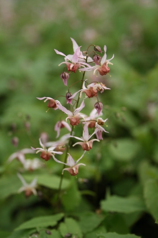 Image of Epimedium 'Pink Elf' PP 17,228|Juniper Level Botanic Gdn, NC|JLBG