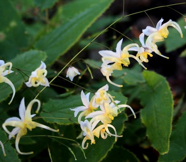 Image of Epimedium acuminatum 'Guiding Light'|Juniper Level Botanic Gdn, NC|JLBG