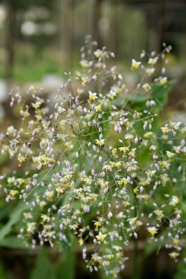 Image of Epimedium baieali-guizhouense|Juniper Level Botanic Gdn, NC|JLBG