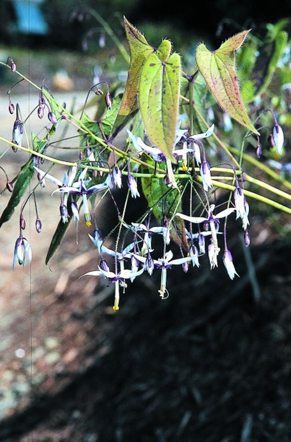 Image of Epimedium fargesii|Juniper Level Botanic Gdn, NC|JLBG