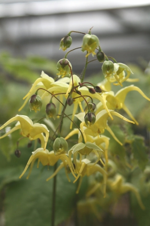 Image of Epimedium franchetii 'Golden Earrings'|Juniper Level Botanic Gdn, NC|JLBG