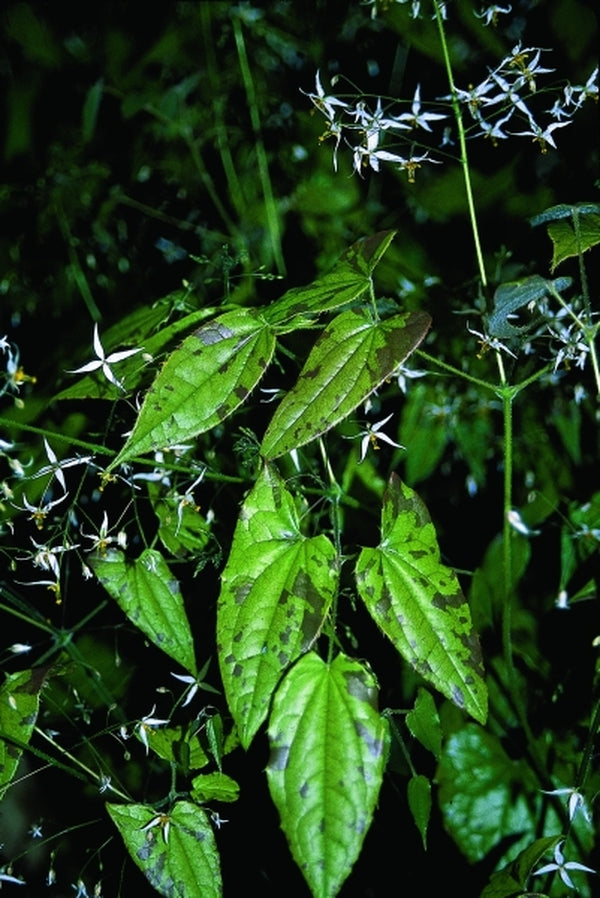 Image of Epimedium pubescens|Juniper Level Botanic Gdn, NC|JLBG