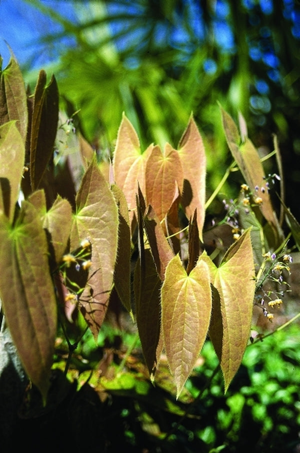Image of Epimedium sagittatum|Juniper Level Botanic Gdn, NC|JLBG